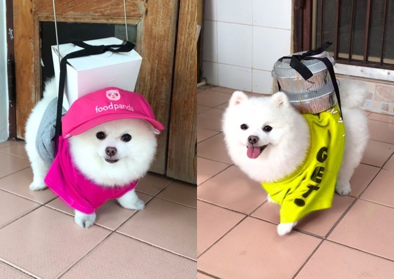 ▲1隻身穿外送員服裝的狗狗在12日開始不時攻佔臉書版面，讓網友直呼超療癒。（圖／翻攝自臉書）