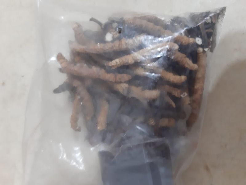 ▲貼文一出後,就有許多網友眼尖發現其實是昂貴的中藥材「冬蟲夏草」。(圖/翻攝爆怨公社臉書)