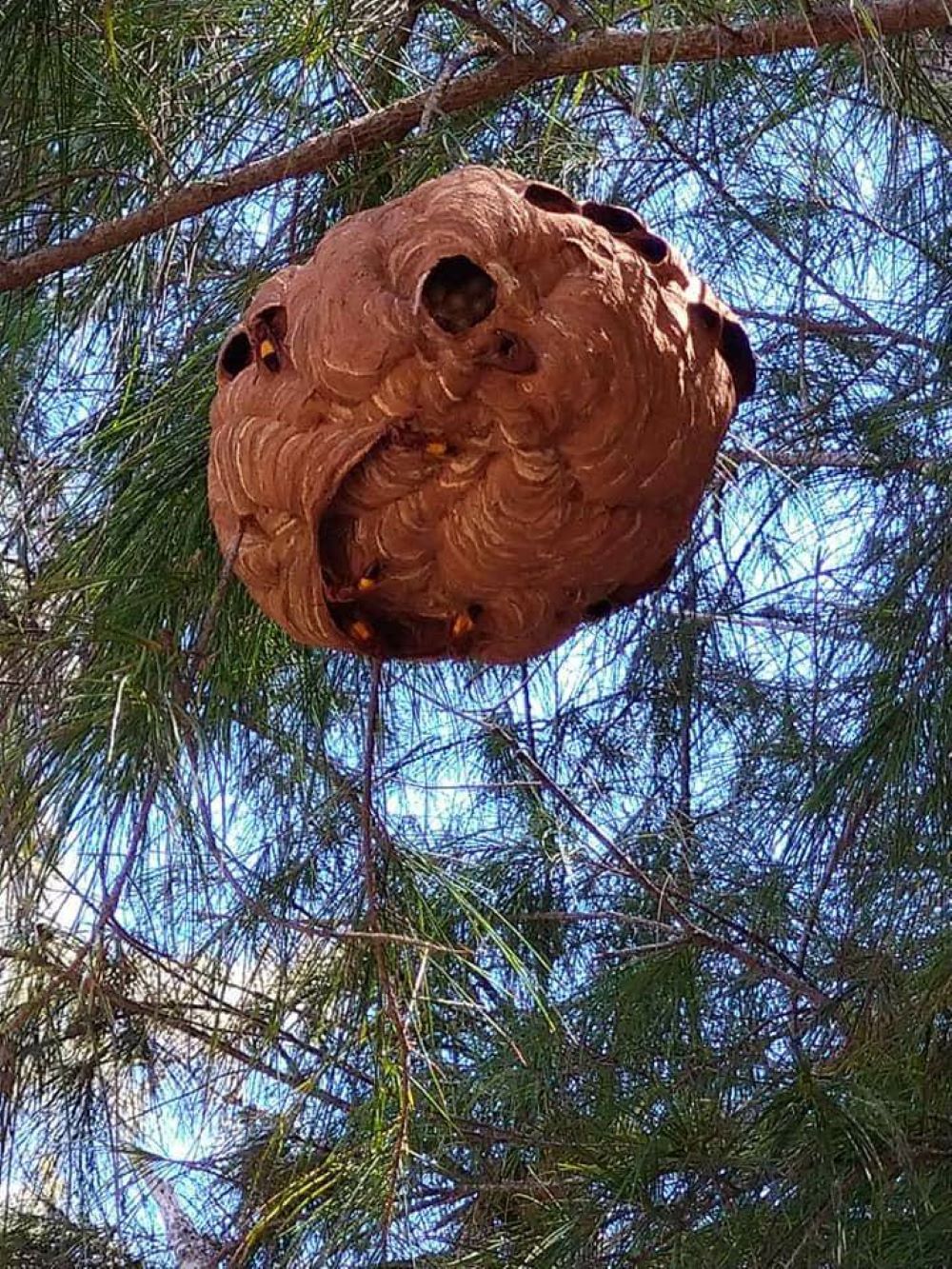 ▲虎頭蜂也趕上澎湖觀光熱潮！有民眾在知名的林投公園風景區發現一個蜂窩，由於附近常有觀光客遊玩戲水，消防人員不敢大意立即摘除。（圖／民眾方瑞利提供）
