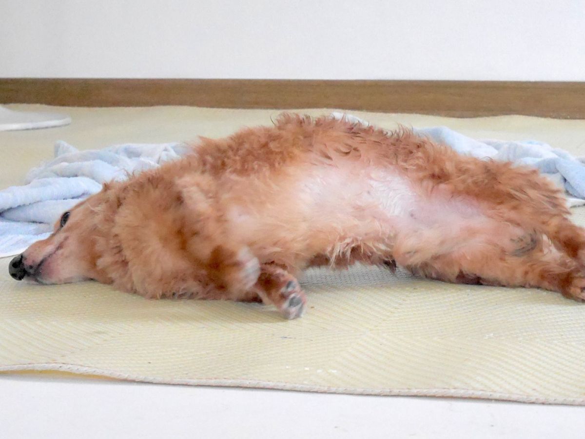 ▲這天洗完澡的吉羅躺在地上露出肚皮，讓主人當場愣住！（圖／Twitter@DachsMonji）