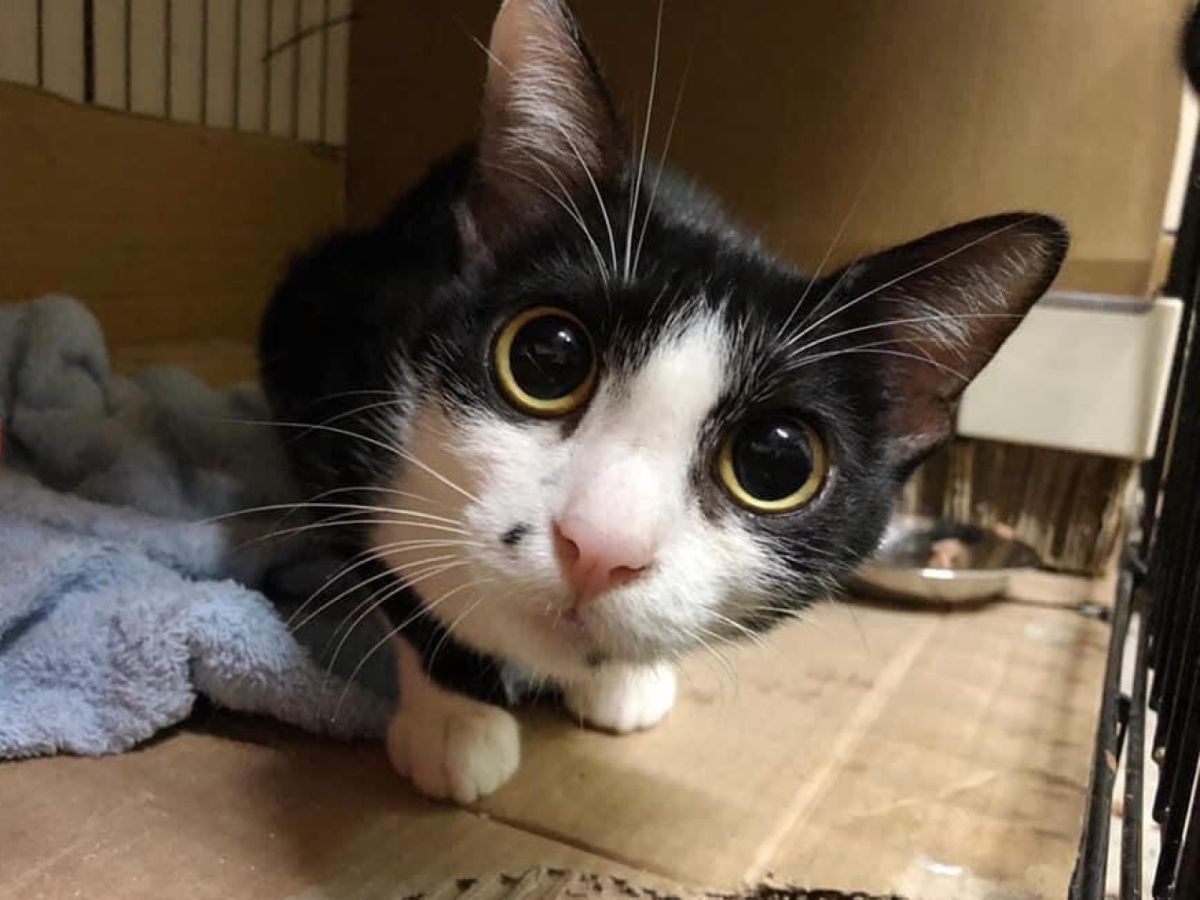 ▲貓咪飼主與阿嬤的對話笑翻網友（圖／網友林依凡授權提供）