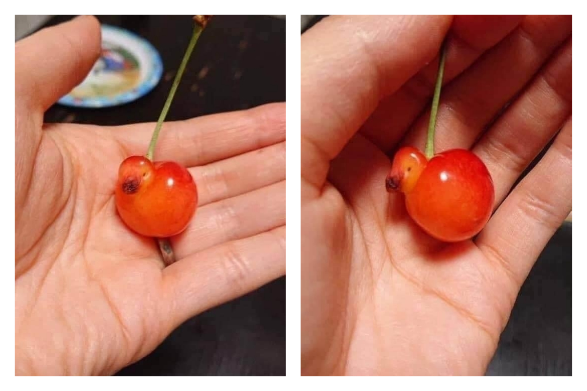 ▲網友秀出「櫻桃鴨」，逗趣模樣讓大家笑翻。（圖／翻攝自爆廢公社臉書）