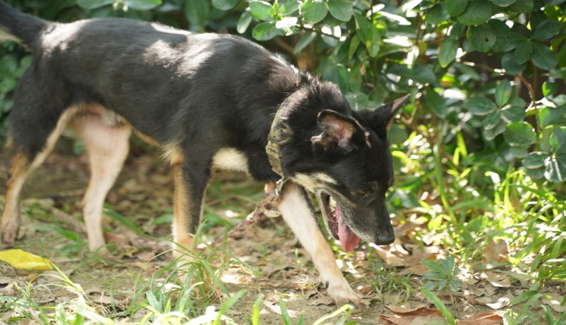 ▲新北市動保處提醒飼主，連日高溫需小心毛寶貝水分流失，可以在毛寶貝水裡加少許冰塊，或在食物裡增加水份。（圖／新北市動保處提供）