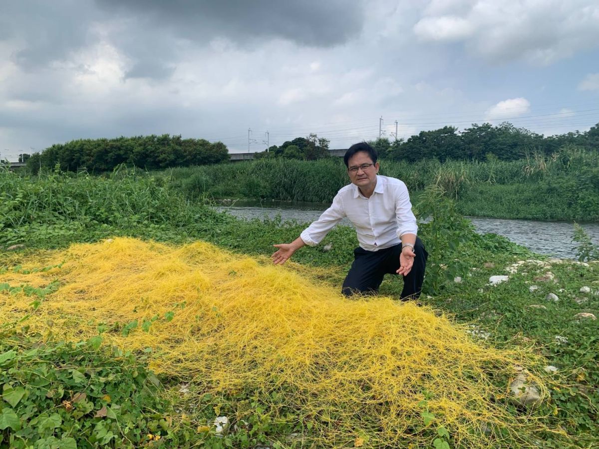 ▲議員張耀中前往筏子溪迎賓廊道河岸現場勘查，發現菟絲花蔓延部分植物已枯死(圖／張耀中提供2020.7.22)