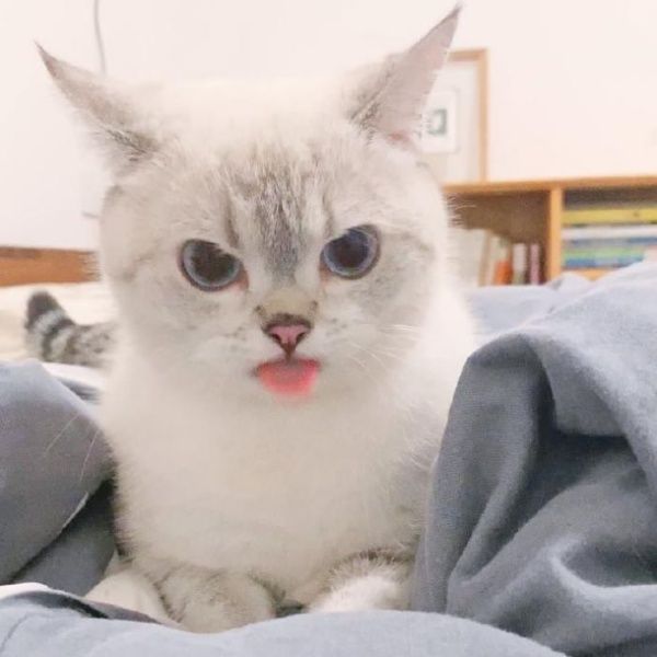 ▲ㄌㄩㄝ~(圖/微博@猛猪猪和臭娜娜)