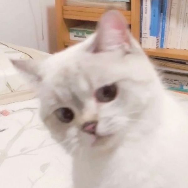 ▲嘖嘖。(圖/微博@猛猪猪和臭娜娜)