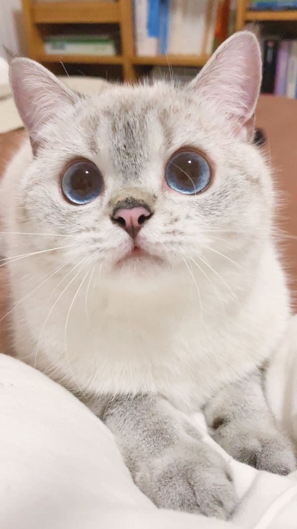 ▲人家還是很可愛的啦!喵~(圖/微博@猛猪猪和臭娜娜)