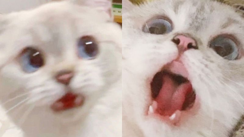 中國大陸的網紅貓Nana，各種超有梗的照片簡直就是表情包。（圖／微博@猛猪猪和臭娜娜）
