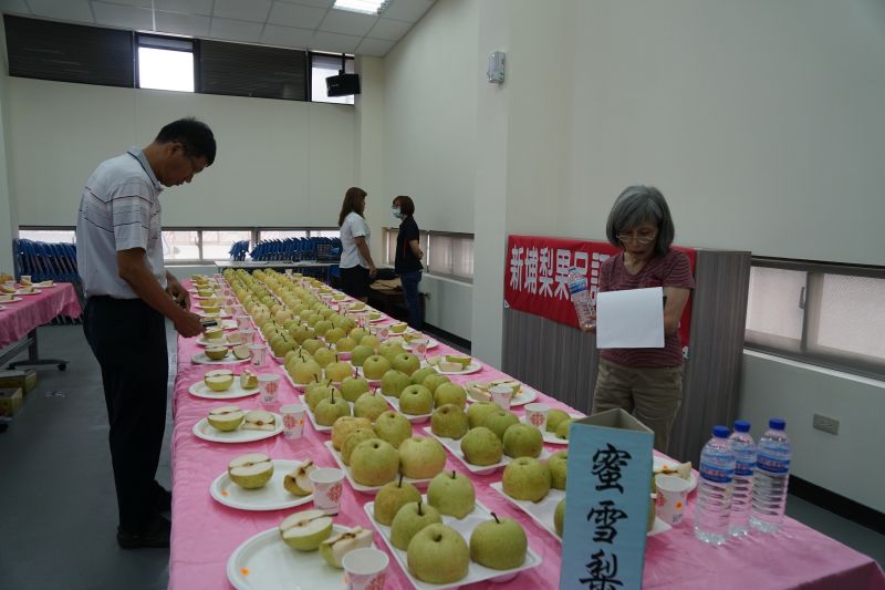 ▲新埔鎮農會今(22)日在農業推廣教育中心舉辦「109年度新埔梨果品評鑑」。(圖/記者金祐妤攝,109.7.22)
