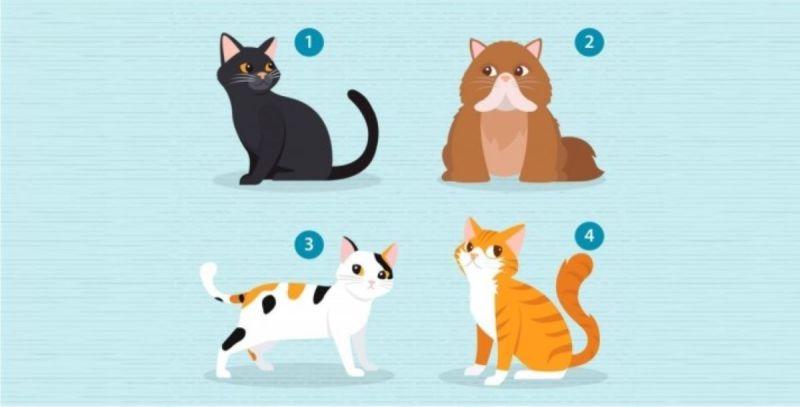 日本爆紅心理測驗！喜歡哪隻貓？測「最適合你的另一半」
