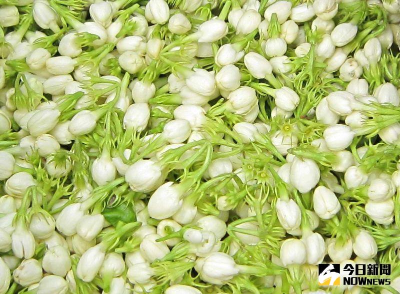 ▲保留了茉莉花最自然的花香原味,成為世界唯一無毒食用茉莉的產區,香氣濃郁被傳喻為「人間第一香」。(圖/記者陳雅芳攝,2020.07.22)