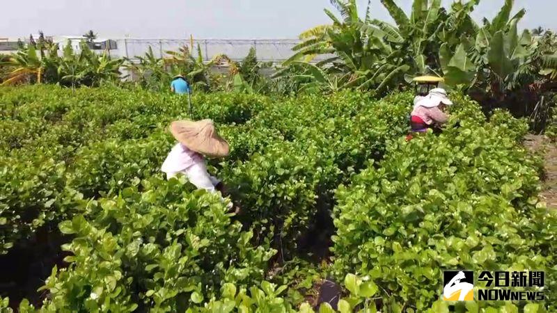 ▲彰化縣花壇鄉是台灣最大的茉莉花產地。(圖/記者陳雅芳攝,2020.07.22)