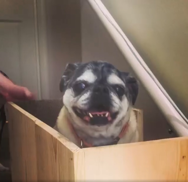 主人為了讓老犬輕鬆上下樓梯，特地打造「狗狗電梯」。（圖／IG@sonyakrayz）