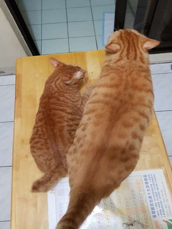 ▲Meng Yun Tsang有兩隻可愛的橘貓「大腸」與「小腸」，大小尺寸差很多，對照之下簡直就是「3XL」與「S」號尺寸的差別（圖／網友Meng Yun Tsang授權提供）