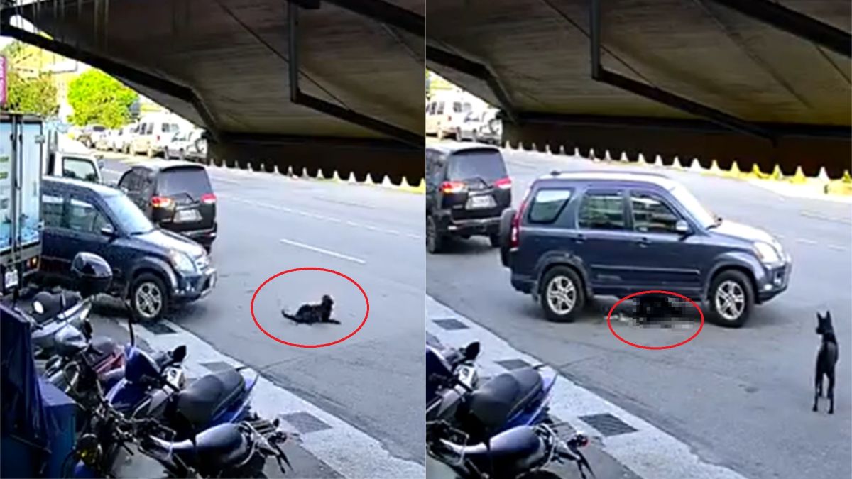 ▲正在抓癢的小黑狗遭到男子駕車輾過，引起網友眾怒。（圖／翻攝臉書社團「基隆人」）