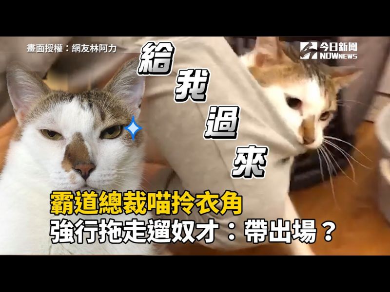 影/霸道總裁喵拎衣角 強行拖走「遛奴才」