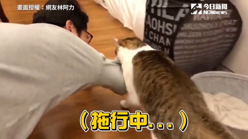 ▲不過這次海豚「遛奴才」也是林阿力從沒經歷過的事。(圖/林阿力授權提供)