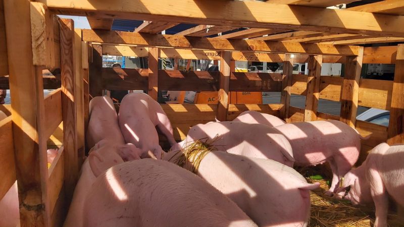 ▲台灣生鮮豬肉好不容易即將再度出口，除了要堅守防疫外，如何彌補「失落的24年」來達成外銷目標更是挑戰。圖為示意圖（圖／記者賴志昶攝）