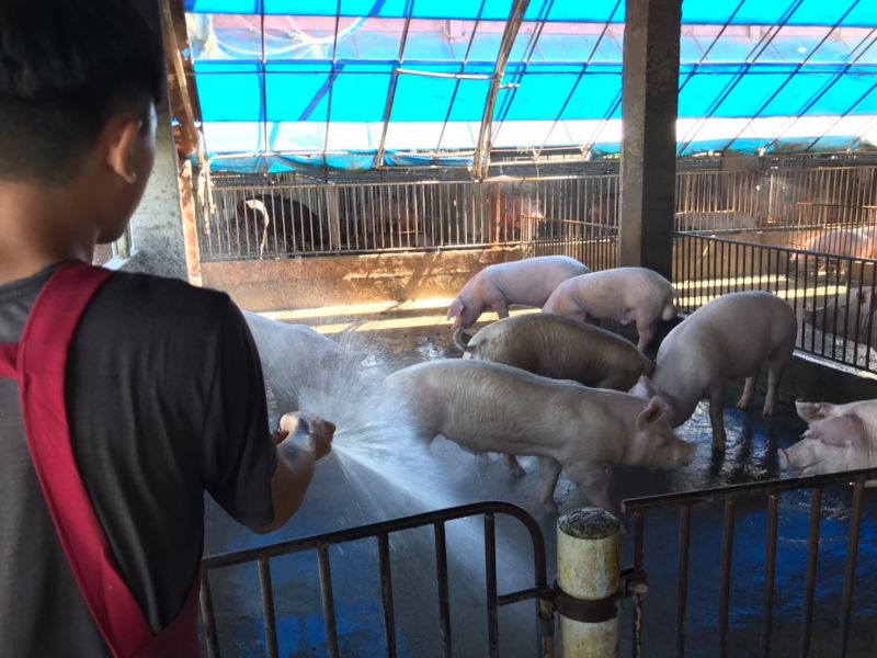 ▲農委會喊出台灣生鮮豬肉最快年底前外銷，但本土豬農是否都能跟上時代轉型升級、能否接軌國際都是問號。圖為示意圖（圖／記者賴志昶攝）