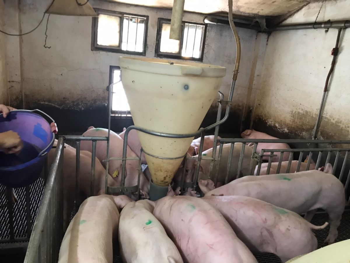 ▲有關美豬開放輸台，養豬業者疾呼，應該要落實產地標章或產地標示，明確標註美豬豬肉的來源。（圖／記者賴志昶攝）