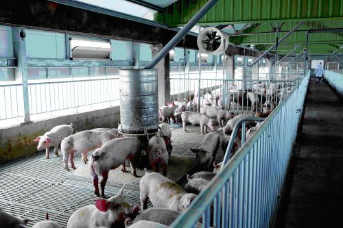 ▲台糖近幾年積極提升養豬場設備，不僅降低對環境的衝擊，也能讓產出的豬肉良率提升。圖為台糖水簾式豬舍。（圖／台糖提供）