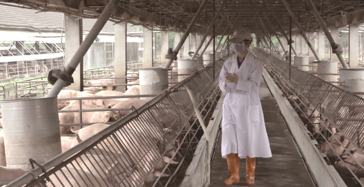 ▲為了重返國際市場，「養豬國家隊」台糖早就配合農委會「超前部屬」。像是台糖積極建立現代化生態養豬場。（圖／台糖提供）