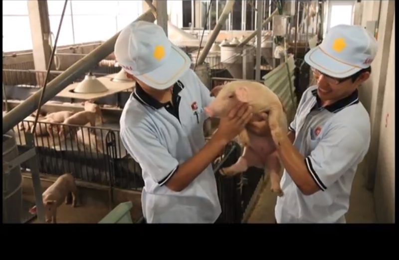 ▲大成不僅是飼料及肉雞大廠,前幾年在國內更斥資超過6億元投資種豬事業,對於台灣豬要外銷海外,首先認為產業設備一定要提升來拉高育成率。(圖/擷取自youtube大成長城DACHAN-大成桐德牧場)
