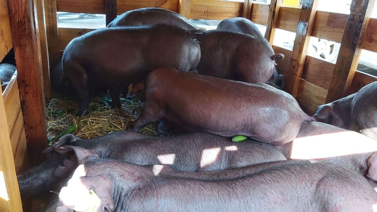▲雲林豬農敲開國際大門，將種豬外銷至香港。（圖／雲林縣動植物防疫所提供）