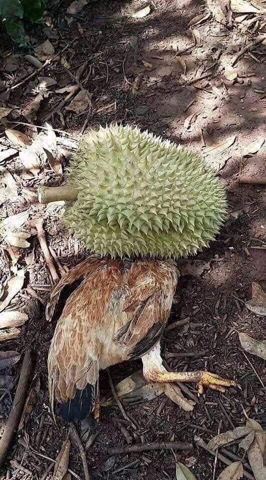 ▲然而,原PO的最後一張照片揭曉,就算雞戴上安全帽還是擋不住榴槤無情的攻擊,「這招看來沒有什麼用。」(圖|翻攝自臉書)