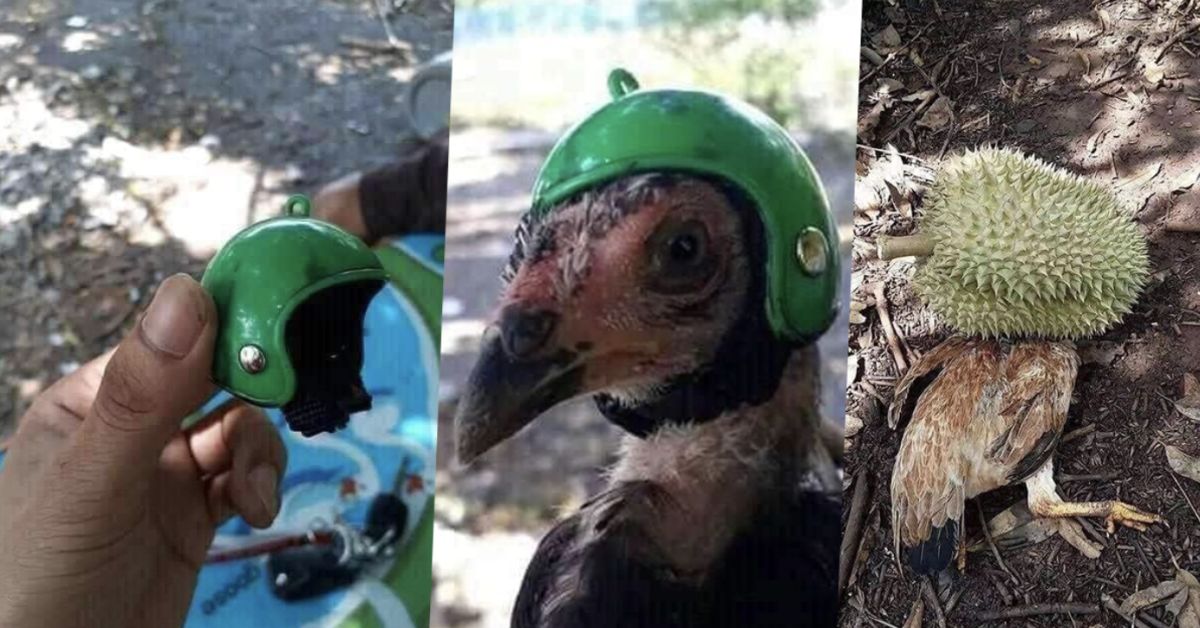 ▲臉書原PO週三發布貼文，文中附上阿公家雞戴上安全帽的照片（圖｜翻攝自臉書）