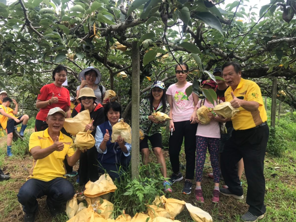 ▲「2020城市農夫-梨樹認養慶豐收」活動，讓認養者親自體驗採果樂趣(圖／農業局提供2020.7.22)
