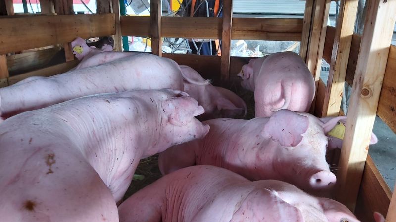 台灣豬拚外銷／出口華人市場有優勢　但豬農擔憂這一點