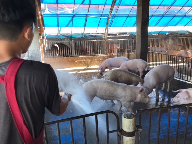 ▲雲林豬農認為，台灣豬農常常洗豬舍，會讓豬肉不會有「公豬味」。（圖／記者賴志昶攝）
