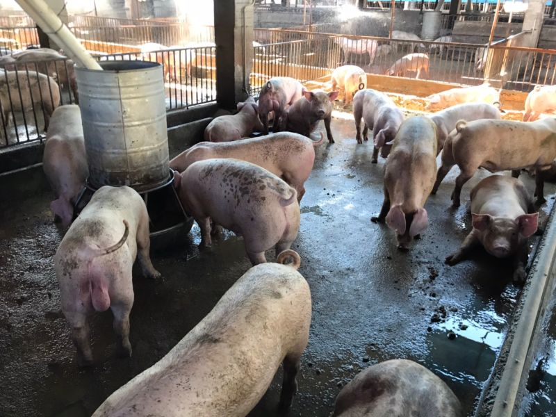 ▲台灣豬農大多是開放式飼養，這較難以對抗傳染性疾病。（圖／記者賴志昶攝）