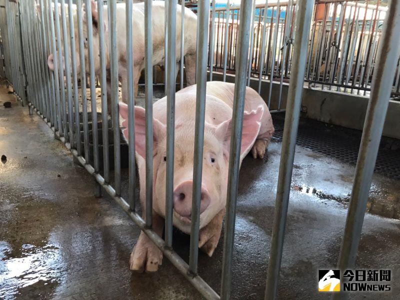 ▲台灣豬農大多是開放式飼養,使得台灣豬更能耐環境。(圖/記者賴志昶攝)