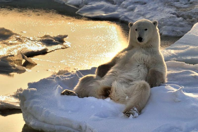 ▲北極圈暖化最直接的受害者是當地棲息的野生動物。（圖／翻攝自英國《鏡報》）