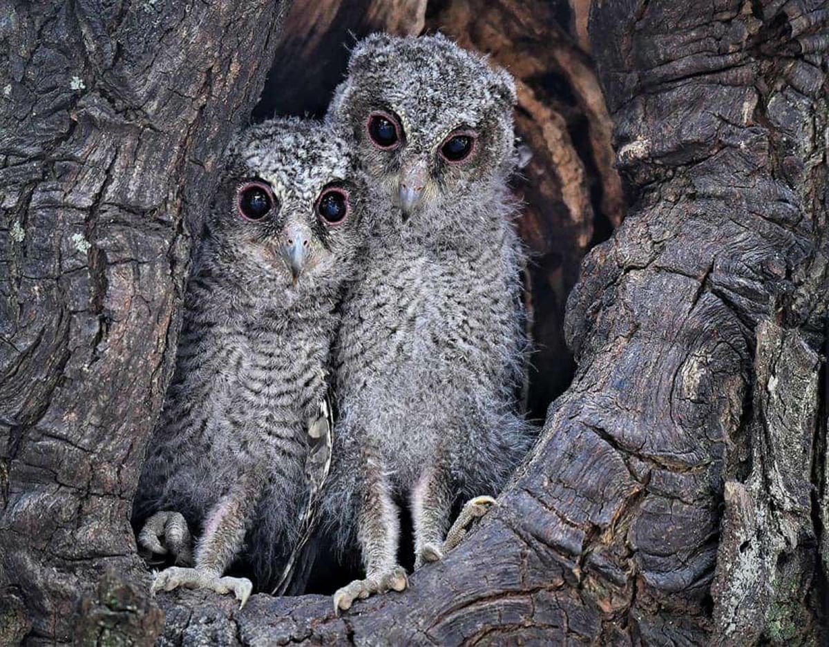 黃蜀婷期盼當地的生態NGO團體能夠到現場為好奇圍觀的民眾解說，讓他們能夠真正認識這種貼近人類都市生活的領角鴞。（圖／拍鳥俱樂部鍾燕光提供）