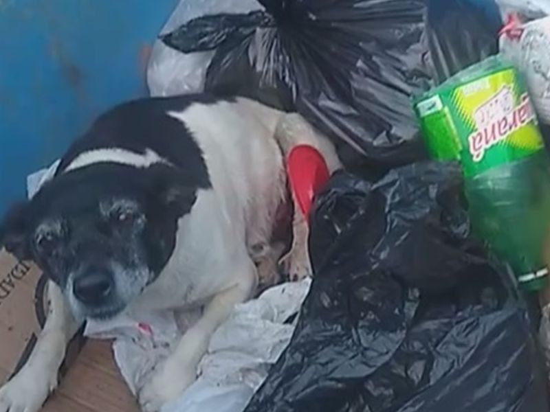 ▲巴西民眾發現有隻狗被丟棄在垃圾桶，畫面令人心碎！（圖／FB@Palhinha Rodrigo）