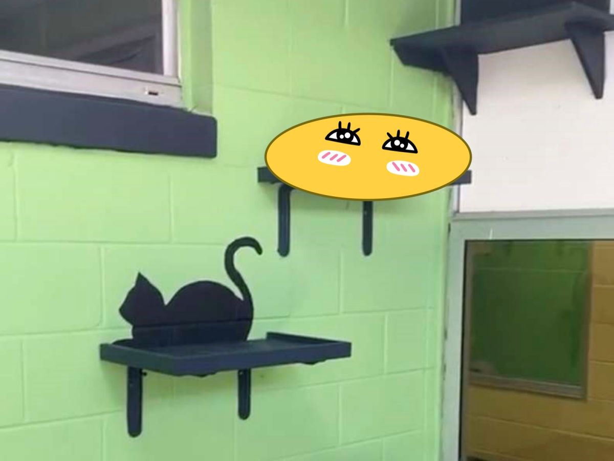 ▲收容所Pet Alliance of Greater Orlando裡的黑貓CC找到絕佳的地點把自己藏起來，似乎認為這樣就沒有人會發現。（圖／Caryn Morris）