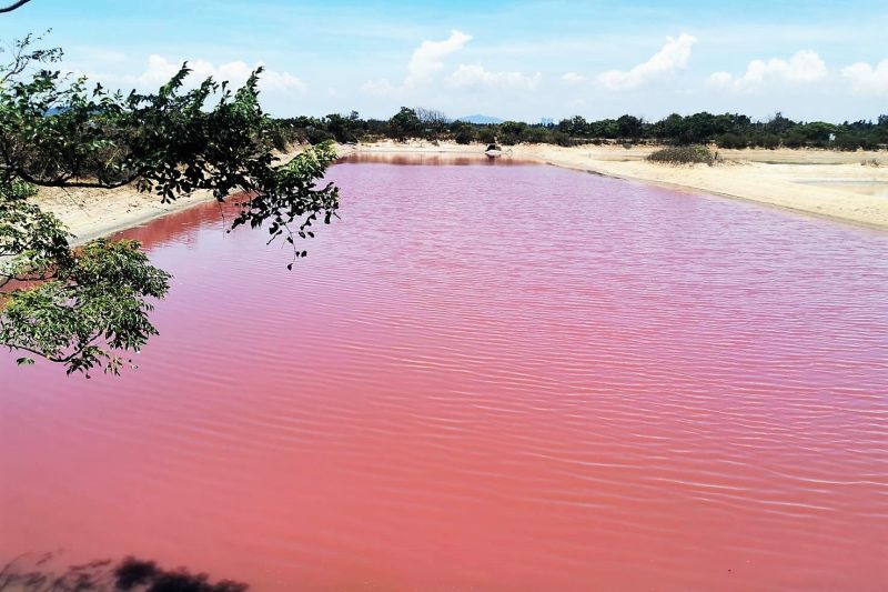 ▲金門縣水產試驗表示，池水變粉紅主要是因為水中「光和藻」滋生所致。(圖/記者蔡若喬攝)