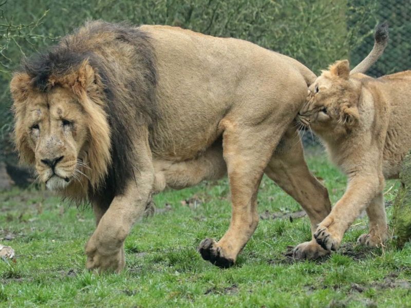 ▲荷蘭動物園一頭公獅被母獅「咬蛋蛋」（圖／翻攝自flicker@Johanna Kok）