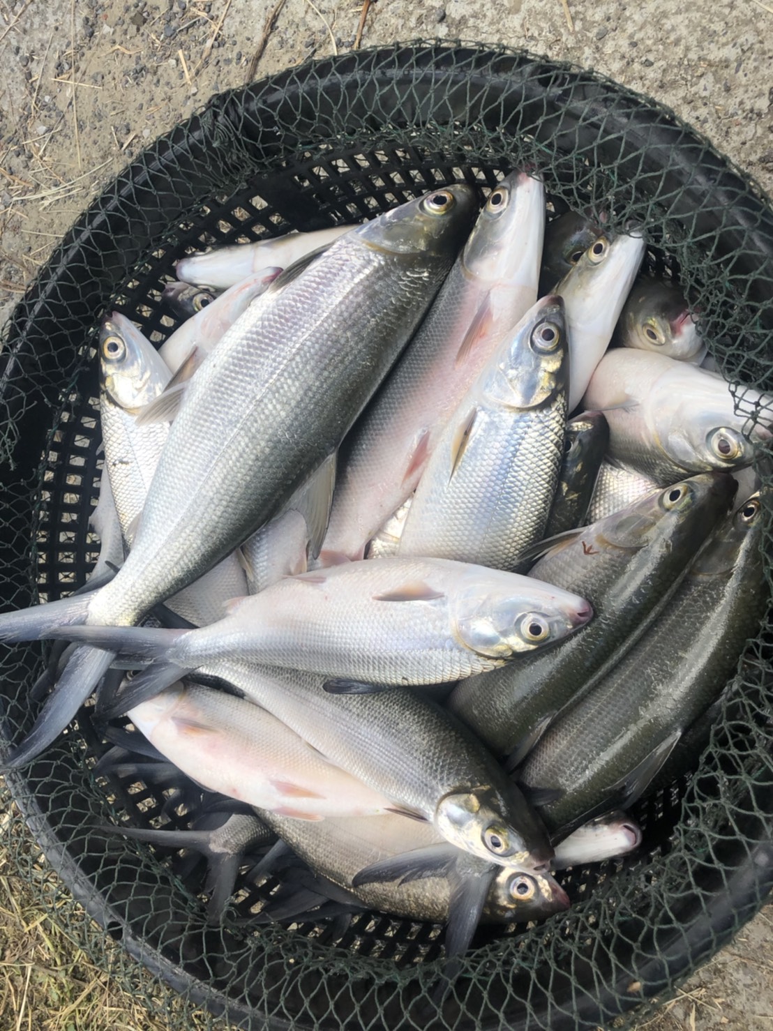 ▲全聯與台南業者合作，獨家推出低溫熟成虱目魚。（圖／記者劉雅文拍攝）