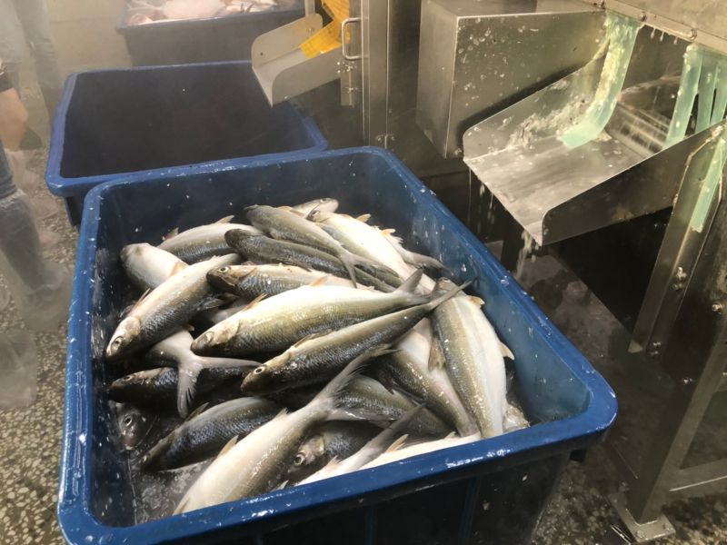 ▲全聯與台南虱目魚業者合作,捕撈後的虱目魚送往加工廠去除魚鱗。(圖/記者劉雅文拍攝)