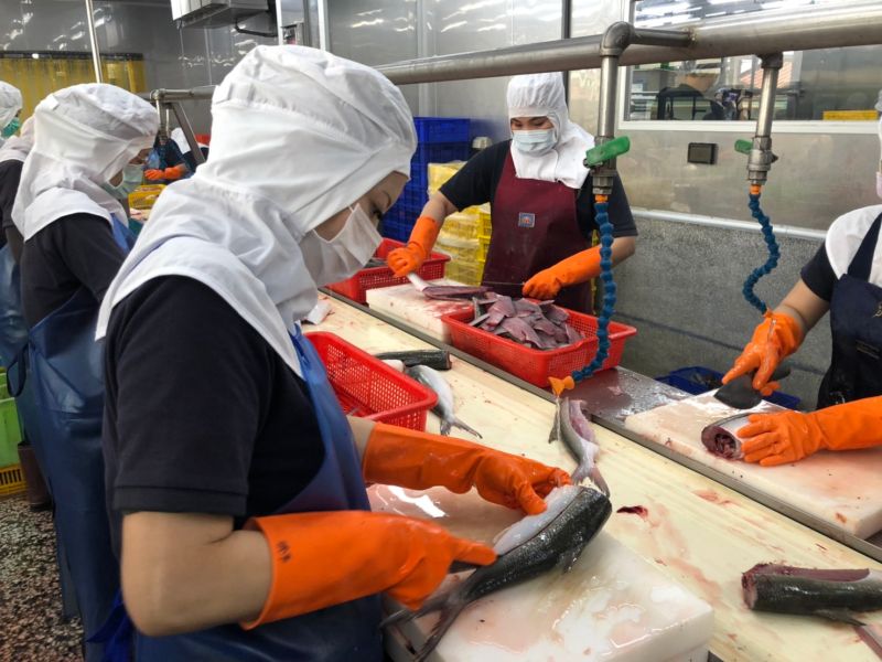 ▲全聯與台南虱目魚業者合作,捕撈後的虱目魚送往加工廠,由專業人員取下無刺魚肚。(圖/記者劉雅文拍攝)