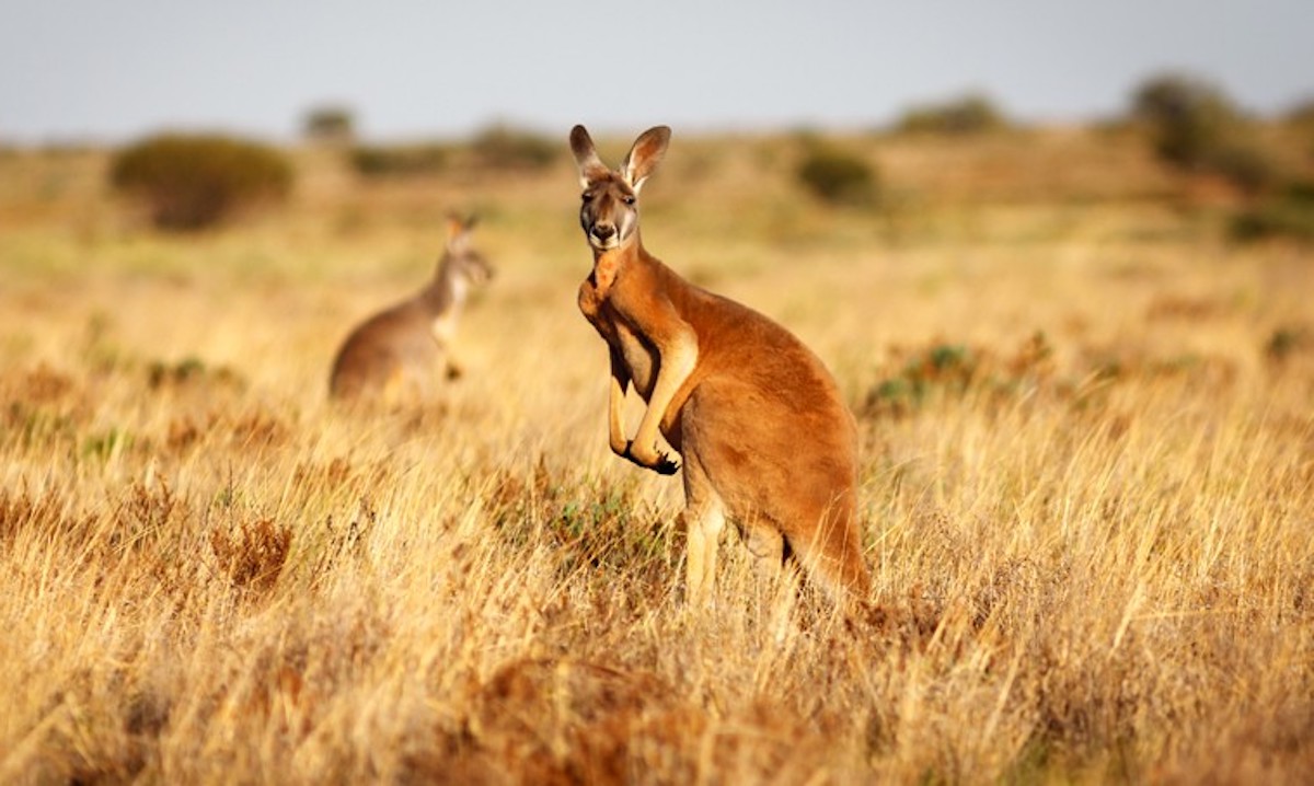▲澳洲維多利亞州近期7/29確診人數下降。（圖／翻攝自 Live Science ）