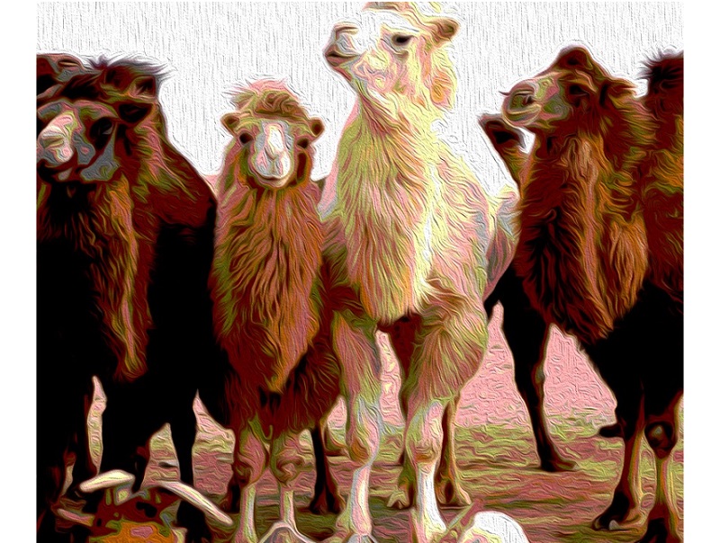 ▲第一眼看到幾隻草尼馬呢？答案將秒解你「內心的擔憂」。（圖／翻攝自美日誌）