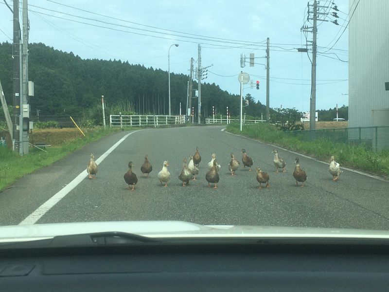▲日本一名車友經常開著愛車外出兜風，這天竟然讓他遇上群鴨擋路奇景！（圖／Twitter@shibakichi_FK8）