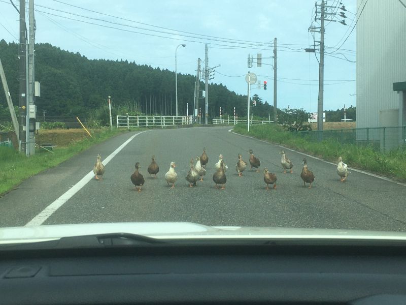 ▲想過?給偶交出過路費!(圖/Twitter@shibakichi_FK8)