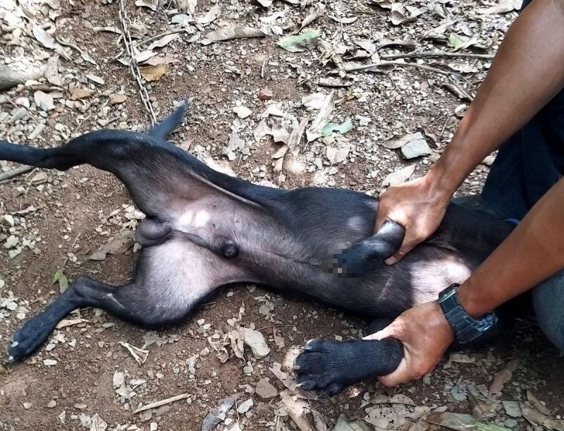 ▲浪犬誤踩山豬吊前腿遭截肢。（圖／屏東縣政府提供 , 2020.07.30）