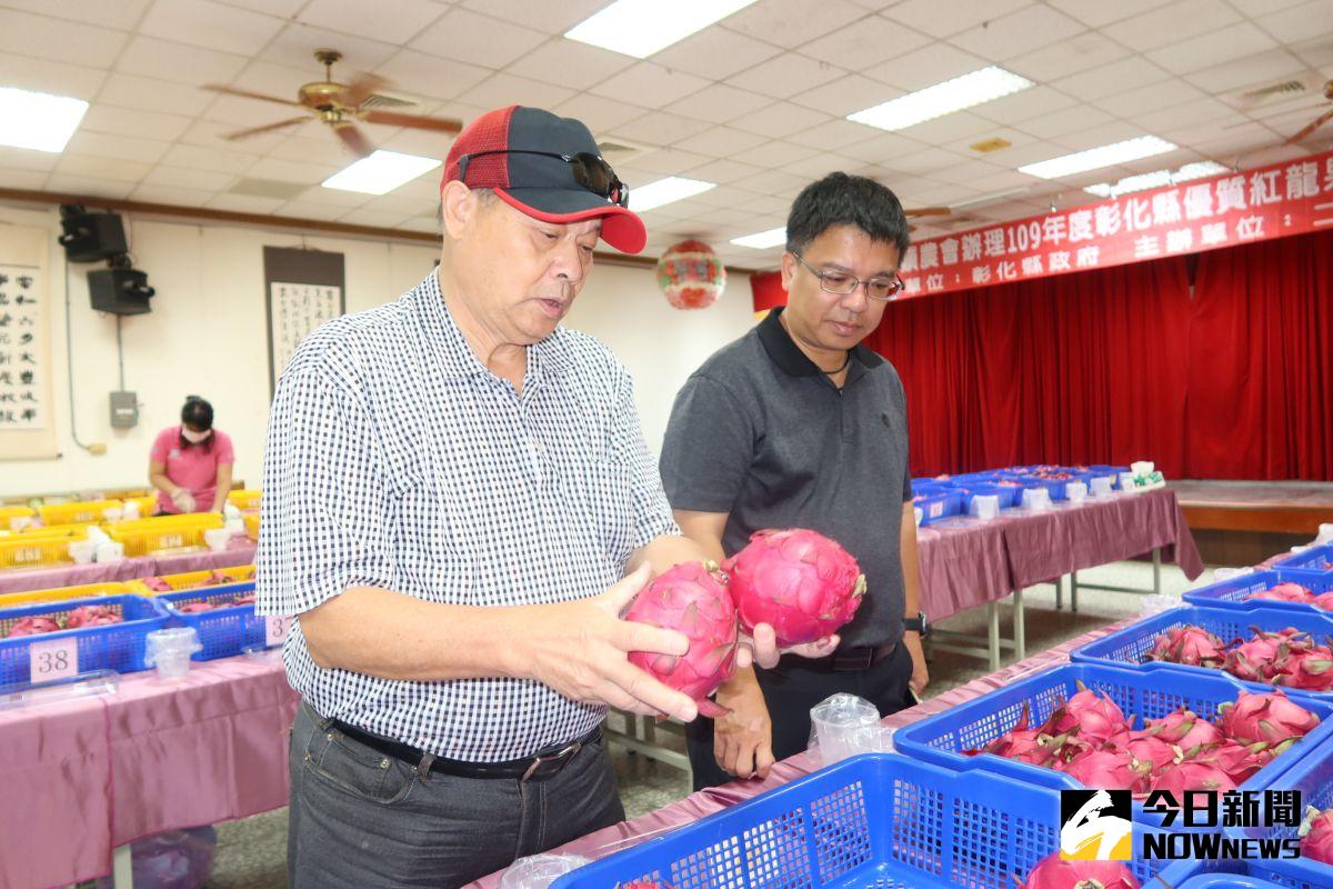 ▲彰化縣優質紅龍果評鑑在二林鎮農會舉辦，19鄉鎮、100組參賽，評審們從外觀、重量、風味與口感、儀器檢測糖度。（圖／記者陳雅芳攝，2020.07.30）